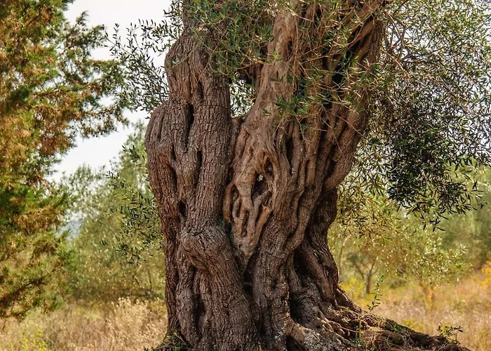 Spiti Milioris Σπίτι διακοπών *