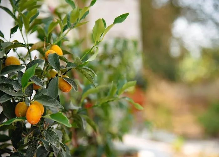 Spiti Milioris Σπίτι διακοπών Λευκίμμη