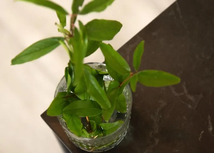 Σπίτι διακοπών Spiti Milioris Λευκίμμη