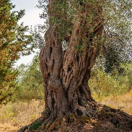 Spiti Milioris Hébergement de vacances *
