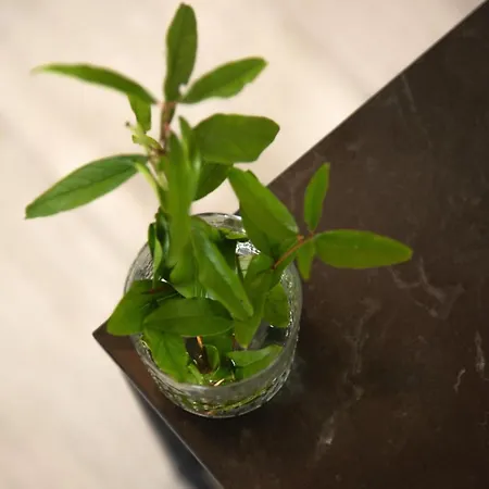 Hébergement de vacances Spiti Milioris Lefkimi